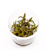 ADA 亞希椒草 Cryptocoryne axelrodi IC090